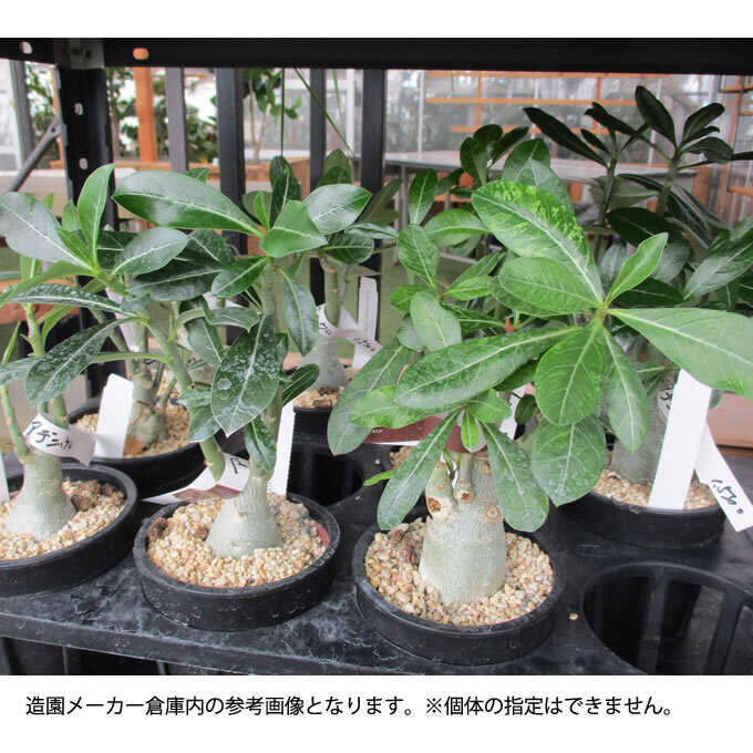 観葉植物 塊根植物 アデニウム オベスム S 5号 植物 5号 インテリア 