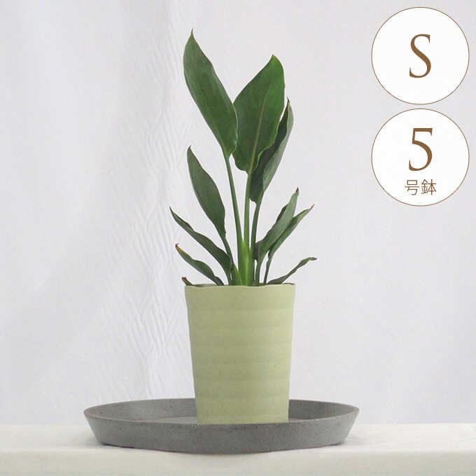 観葉植物】 ストレリチア レギネ 受皿付 | Pay ID