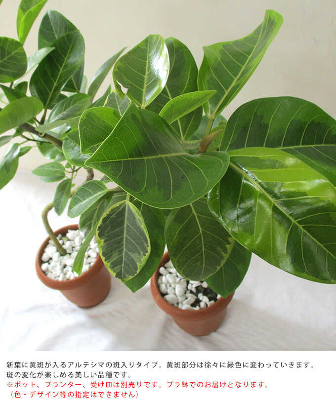 観葉植物 フィカス アルテシマ アルテシーマ バリエガータ 斑入り 曲がり ７号 pg-29352_1.jpg