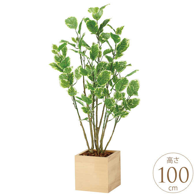 光触媒　人工観葉植物　フェイクグリーン　ウッドボックスゴムの木1.8 グリーンシリーズ ウッドプランターシリーズ