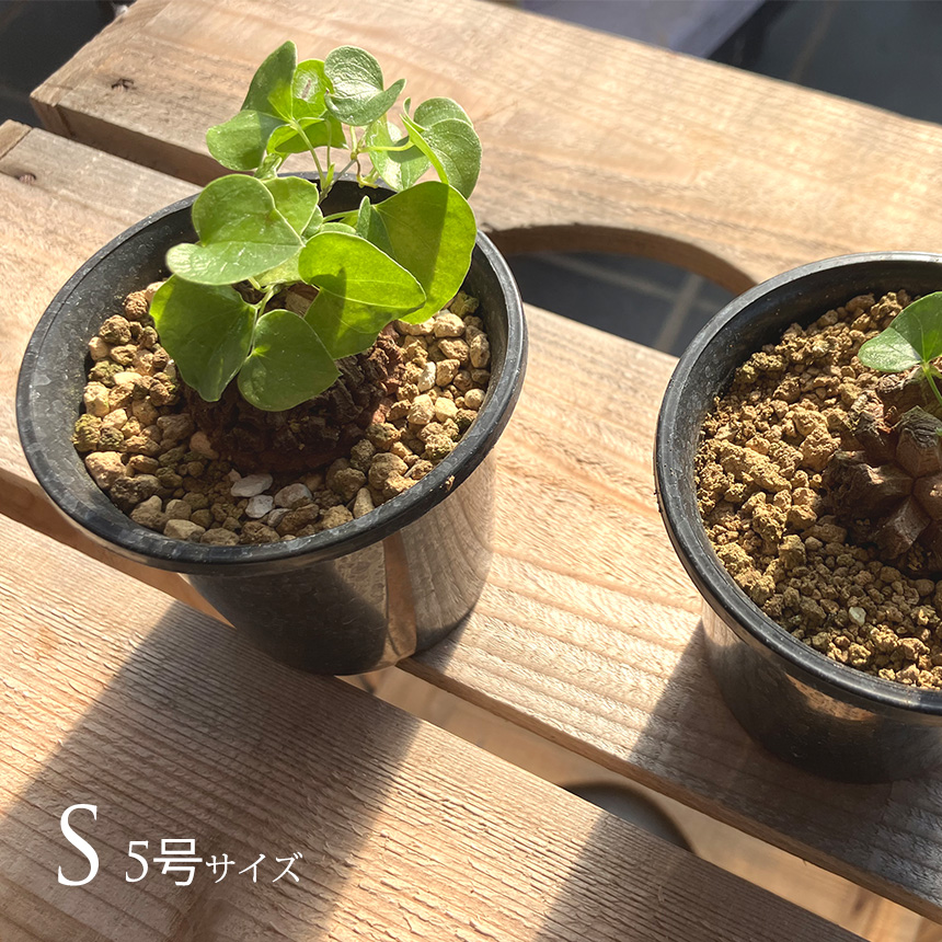 み*や様 【希少/300円スタート】亀甲竜　コーデックス　塊根植物 楽天市場】【ポイント20倍☆】亀甲竜 ディオスコレア エレファン