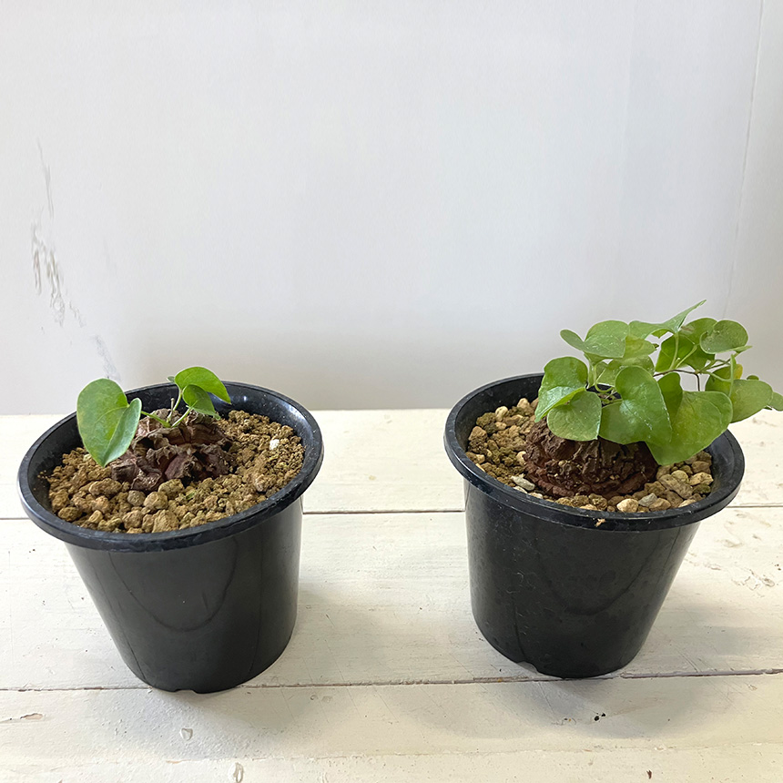塊根植物 アフリカキッコウリュウ S 5号サイズ コーデックス