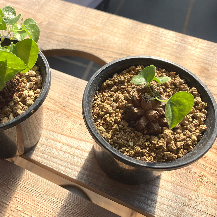 塊根植物 アフリカキッコウリュウ S 5号サイズ コーデックス 珍しい キッコウリュウ アフリカ亀甲竜 亀甲竜 変わった形 珍しい かっこいい 葉っぱ かわいい 