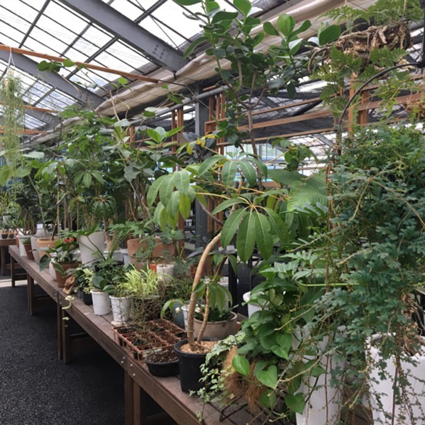 塊根植物 アフリカキッコウリュウ S 5号サイズ コーデックス 珍しい