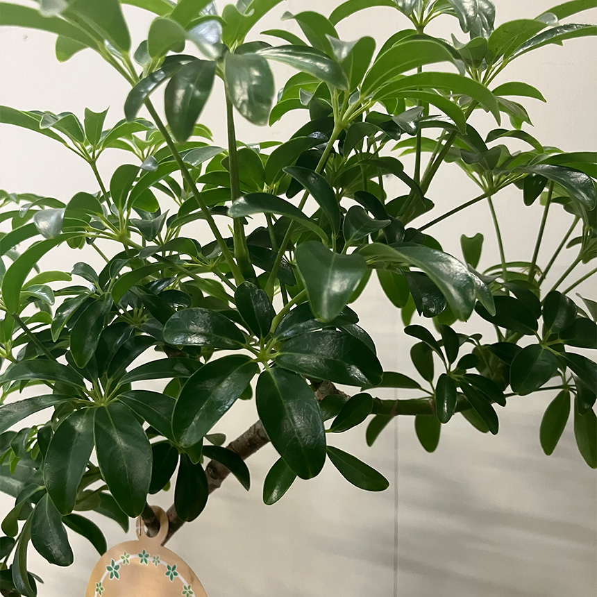観葉植物 シェフレラ コンパクタ M ヤドリフカノキ 室内 植物 育て