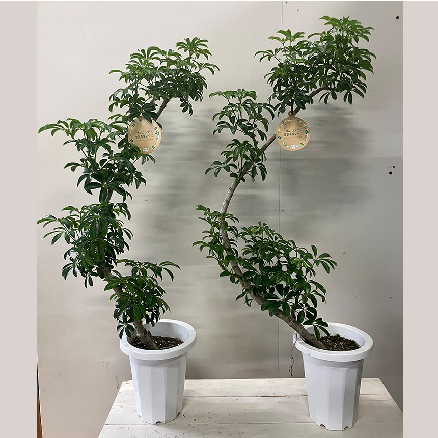 観葉植物 シェフレラ コンパクタ M ヤドリフカノキ 室内 植物 育て