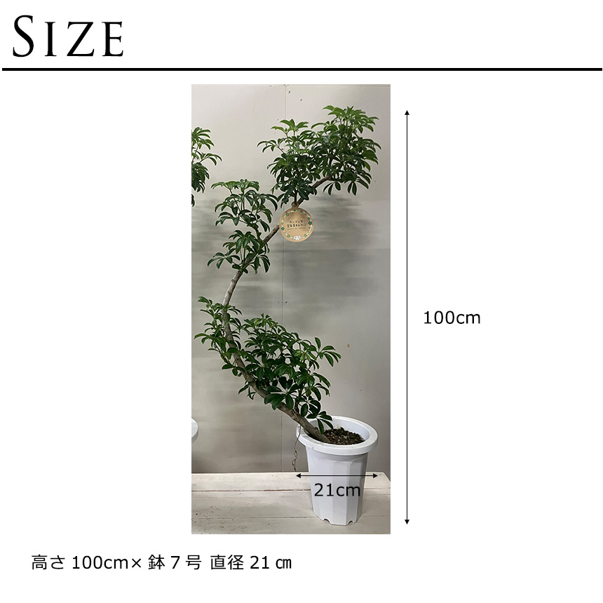 観葉植物 シェフレラ コンパクタ M ヤドリフカノキ 室内 植物 育て