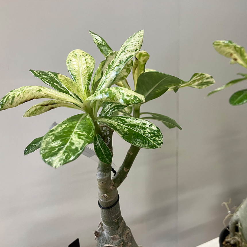塊根植物 観葉植物 アデニウム オベスム 班入り S コーデックス 希少