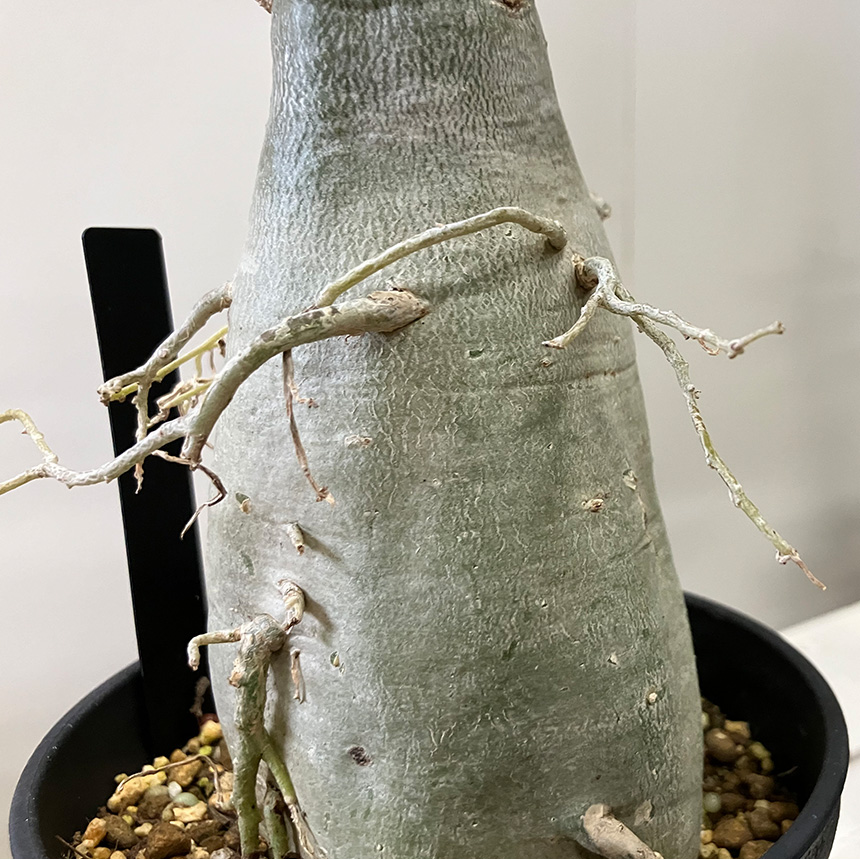 塊根植物 観葉植物 アデニウム オベスム 班入り S コーデックス 希少