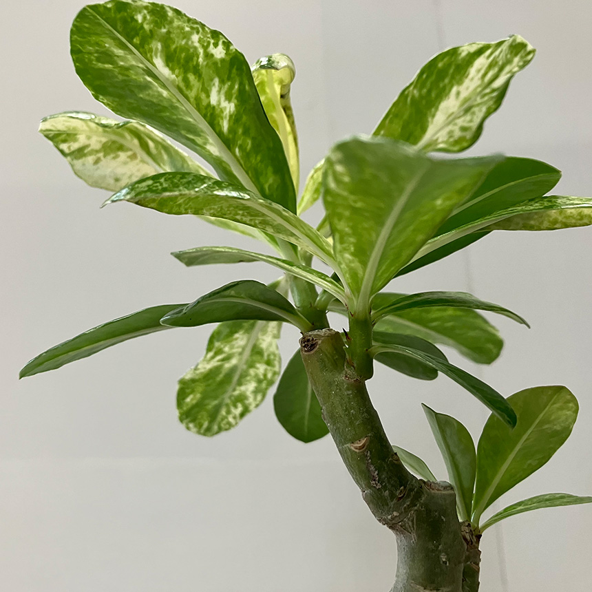 塊根植物 観葉植物 アデニウム オベスム 班入り S コーデックス 希少