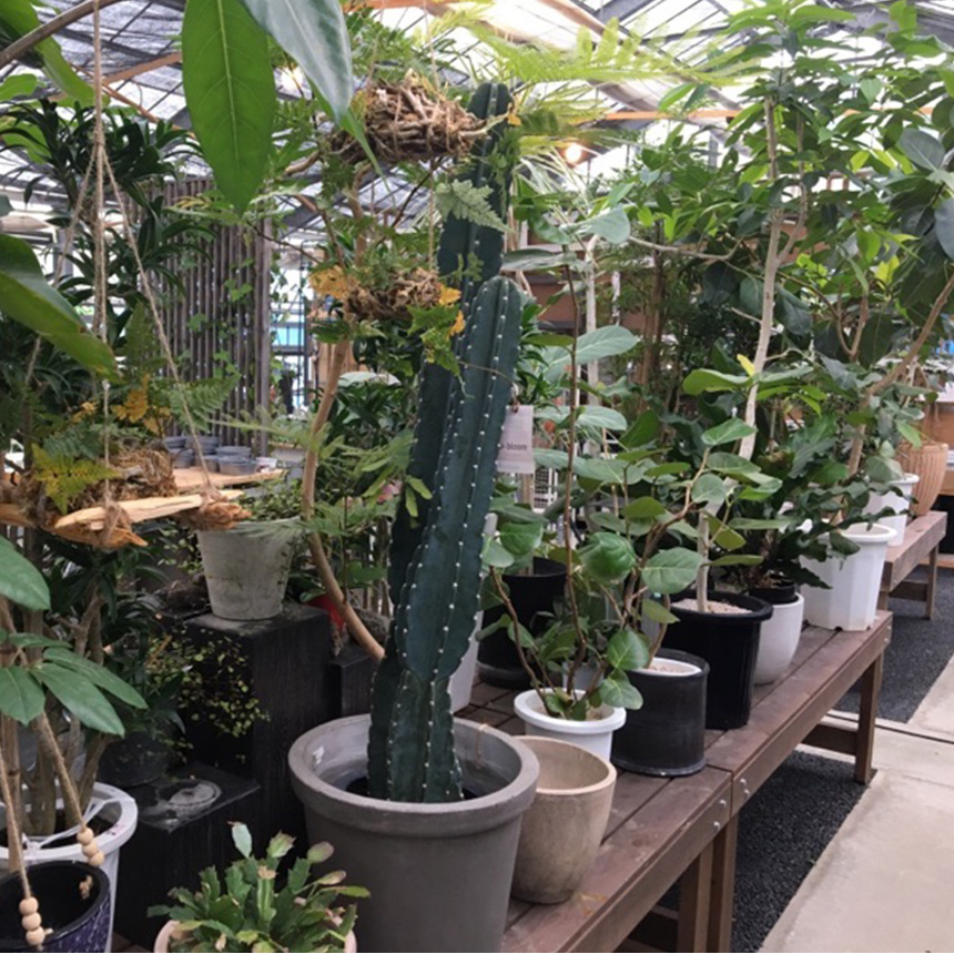 塊根植物 観葉植物 アデニウム オベスム 班入り S コーデックス 希少