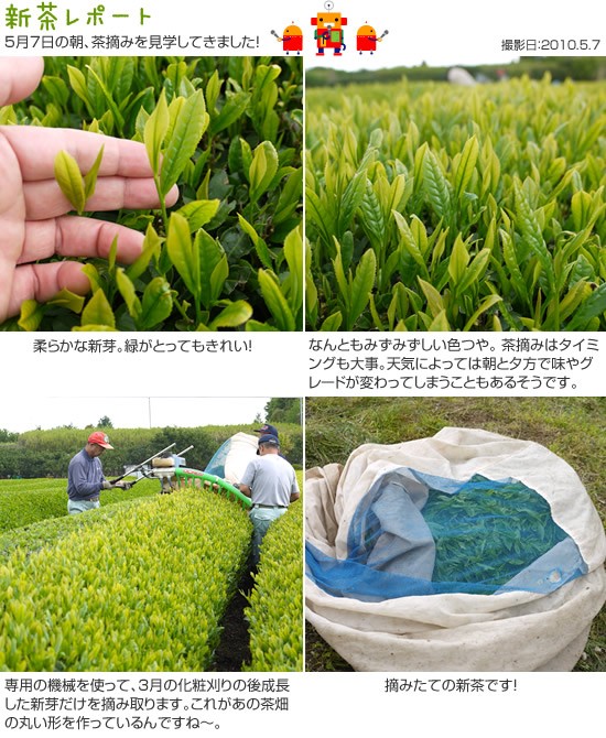 茶摘み2010