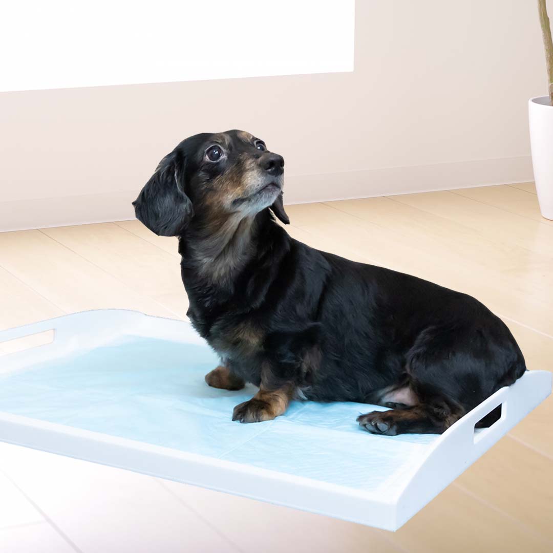 犬用トイレトレー Sサイズ 46センチ×36センチ : アクリル市場
