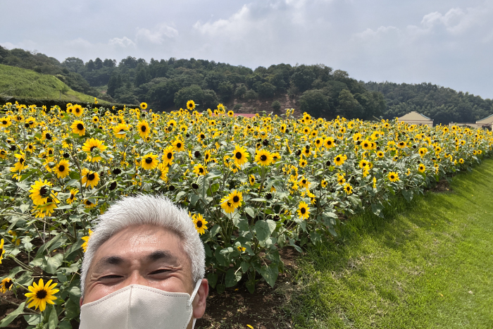 ひまわり サンフィニティ 3.5寸 3苗セット 100輪咲く 花持ち長い 夏 暑さに強い 花 ガーデニング 花壇 花苗 ヒマワリ 向日葵 ひまわりの苗