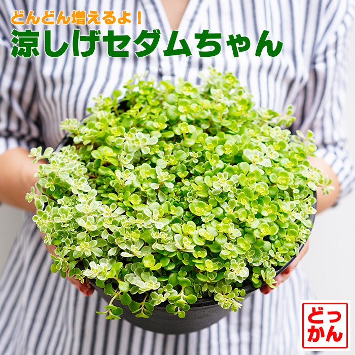 送料無料 涼しげセダムちゃん 多肉植物 9号大鉢 直径27センチの鉢 斑入り セダム Chikata Sedum8 ゲキハナ初心者さんのお花屋さん 通販 Yahoo ショッピング