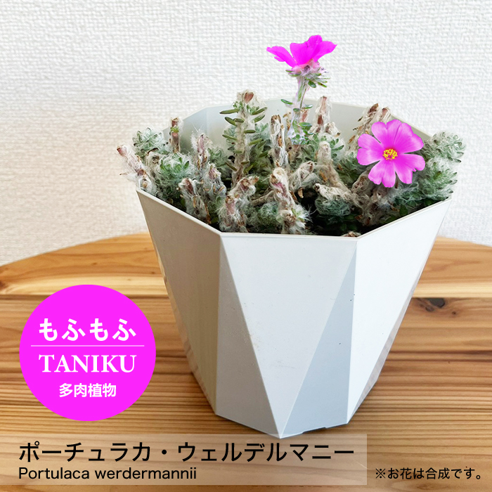 多肉 植物 鉢 かわいい レア 種類 おしゃれ 寄せ植え 珍しい サボテン