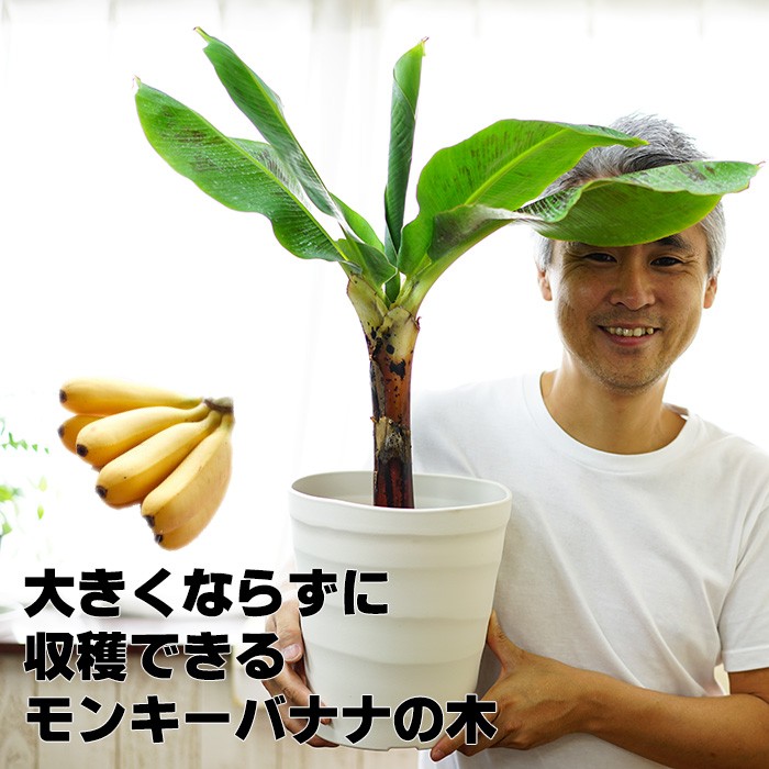 バナナ 苗 ドワーフモンキー 6号 大苗 果樹苗 バナナの木 送料無料 （7号の鉢つき）お届け先が5℃以下の場合発送不可