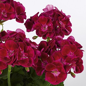 全10色 送料無料 ゼラニウム クオリティシリーズ 5号 2鉢セット ゼラニューム Tada Zonal ゲキハナ初心者さんのお花屋さん 通販 Yahoo ショッピング