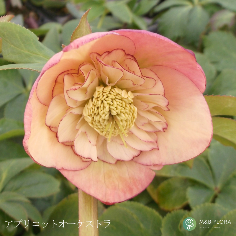 クリスマスローズ 大株 6号鉢（花なし〜蕾つき）産地直送！ 期開花予定