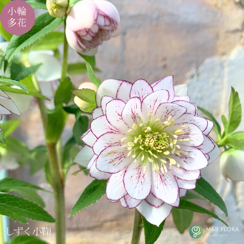 クリスマスローズ 大株のおすすめ人気商品一覧 通販 - Yahoo!ショッピング