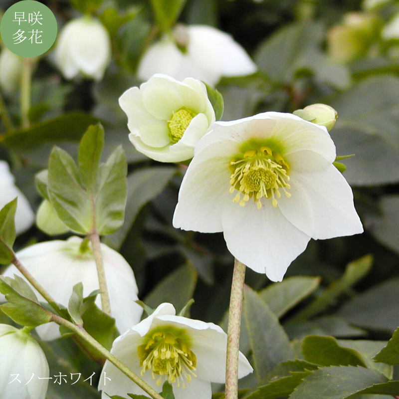 クリスマスローズ 大株 6号鉢（花なし〜蕾つき）産地直送！ 期開花予定