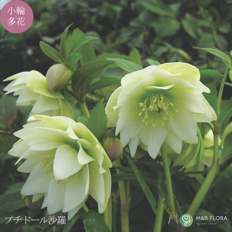 クリスマスローズ 大株 6号鉢（花なし〜蕾つき）産地直送！ 期開花予定