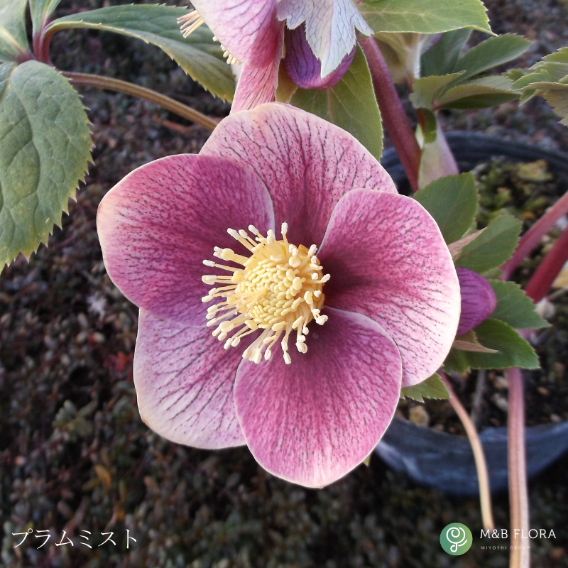 クリスマスローズ 大株 6号鉢（花なし〜蕾つき）産地直送！ 期開花予定