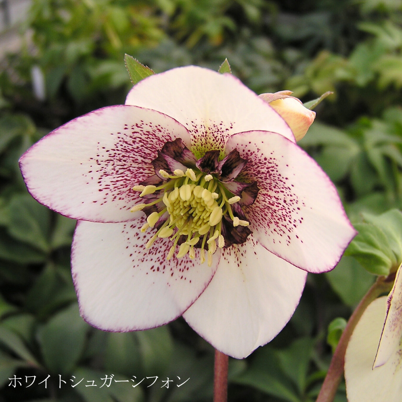 クリスマスローズ 大株 6号鉢（花なし〜蕾つき）産地直送！ 期開花予定