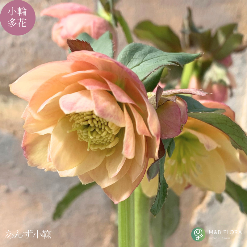 クリスマスローズ 大株 6号鉢（花なし〜蕾つき）産地直送！ 期開花予定