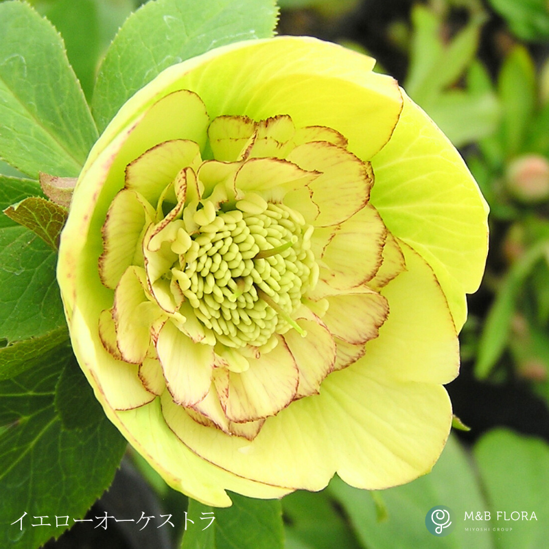 クリスマスローズ 大株 6号鉢（花なし〜蕾つき）産地直送！ 期開花予定