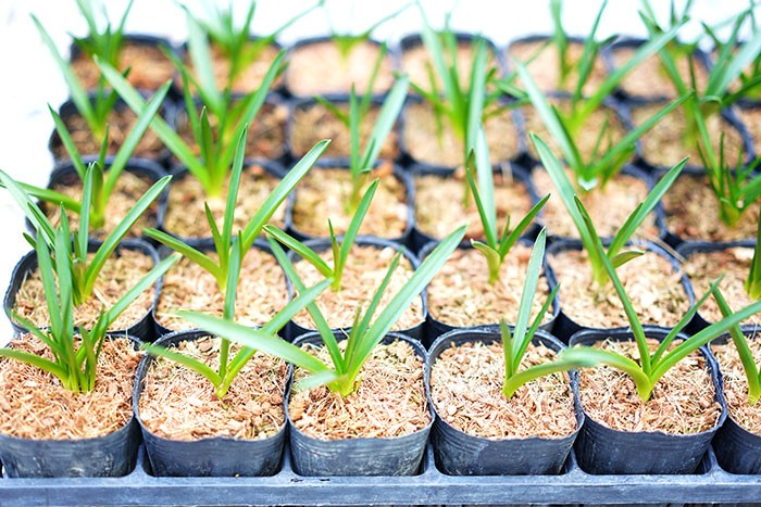 4 28から5 16着不可 送料無料 本物のイングリッシュブルーベル 苗 4ポットセット 販売 2 5寸 Geki Ebb3 ゲキハナ初心者さんのお 花屋さん 通販 Yahoo ショッピング