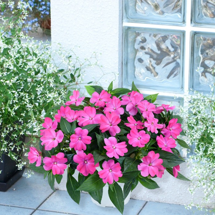 代引き人気 新築祝い 花うるる人気の 数量限定 誕生日 メガ盛り鉢植え ダブル 代引き人気 新築祝い 花うるる人気の 数量限定 誕生日 メガ盛り鉢植え ダブル