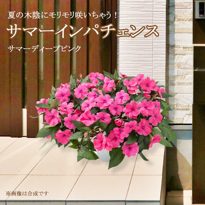 送料無料 サマーインパチェンス ディープピンク 7号 玄関用の大鉢仕立て 夏 鉢植え 暑さに強い 花 日陰 室内もok Ito Indpink ゲキハナ初心者さんのお花屋さん 通販 Yahoo ショッピング