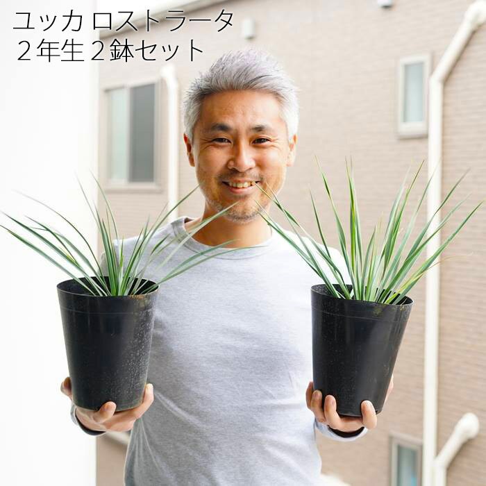 送料無料 ユッカ ロストラータ 植え込み用 5号 2鉢セット 2年生 硬質ロングポット 地植え 用 ユッカ販売