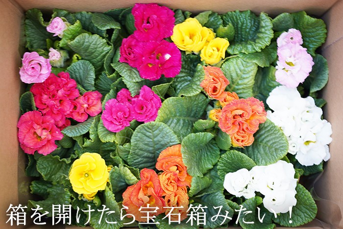 一部予約 花苗 プリムラ ジュリアン キャンディーブライト 3 5号ポット 春の花 かわいい よく咲く