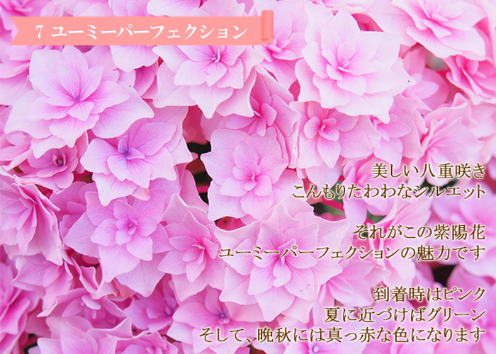 母の日 大きな 感動の紫陽花 アジサイ 5号 ギフト 21 プレゼント 花 鉢植え てまりてまり 恋物語 ユーミーパーフェクション Mother Bs ゲキハナ初心者さんのお花屋さん 通販 Yahoo ショッピング