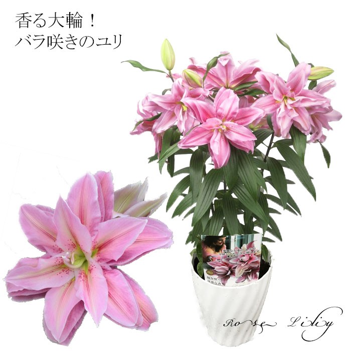 母の日ギフト 2020 バラ咲き大輪ユリ ローズリリー ピンク の鉢植え 3
