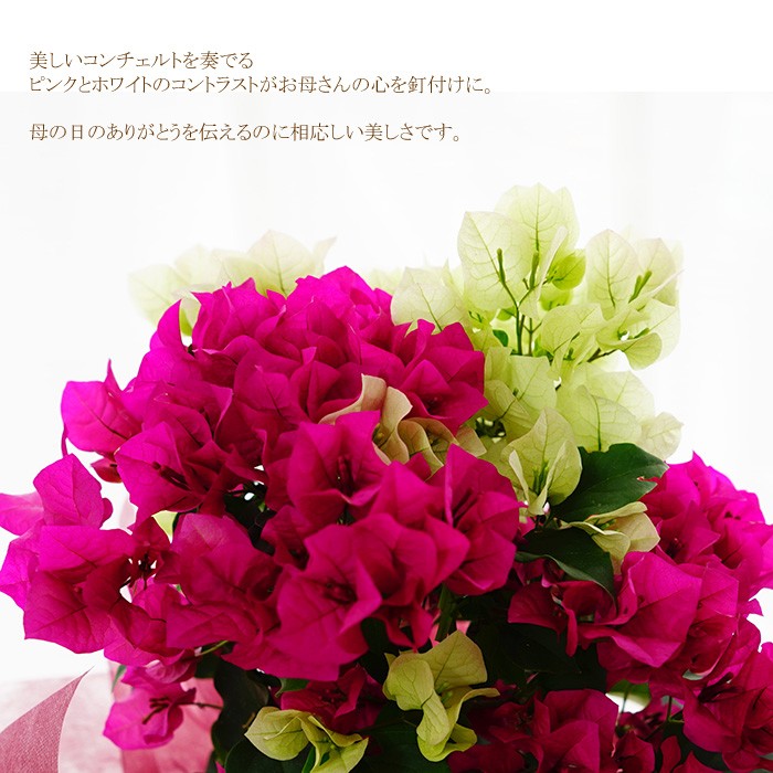 mother-ishiig-bu5-2.jpg mother-ishiig-bu5-2.jpg