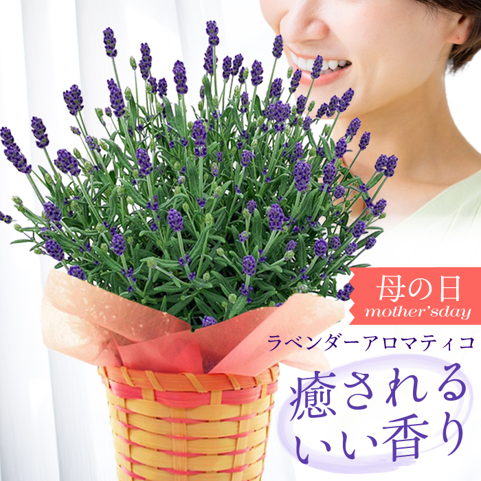 母の日 2024 プレゼント 花鉢 花 鉢植え 70代 60代 50代 母の日の花 母