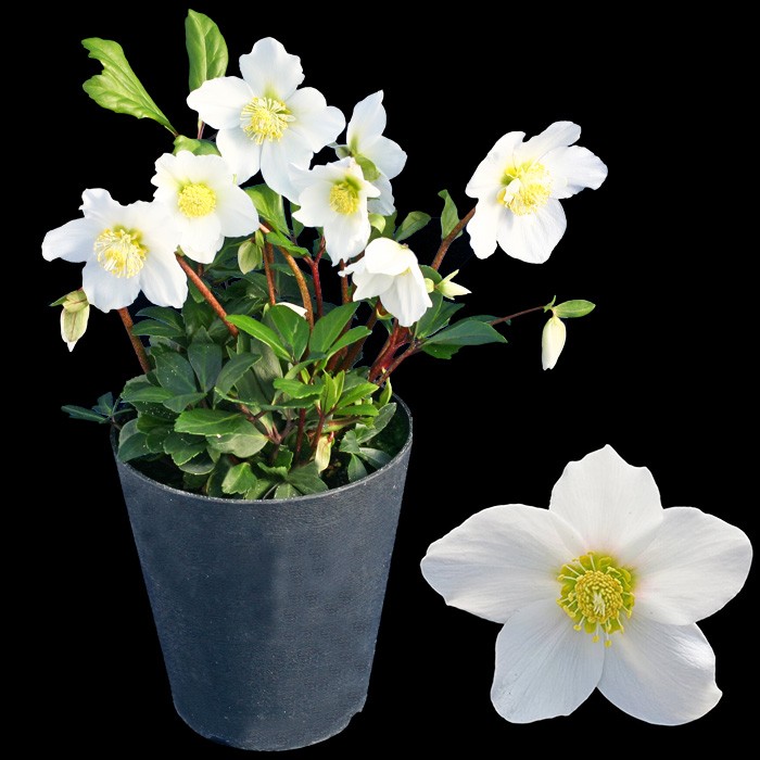 オトナ色のクリスマスローズ パウロ 蕾付きから開花株 5寸 鉢植え 苗 ブランド品種が目白押し クリスマスローズ ニゲル アンティークカラー Gia Paul ゲキハナ初心者さんのお花屋さん 通販 Yahoo ショッピング