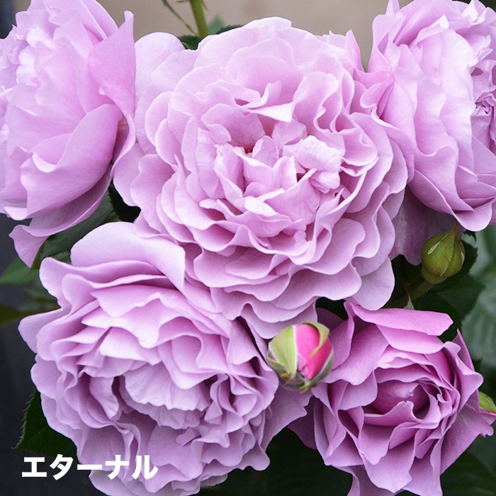 香りのバラ エターナル ばら 6号 大苗 パープル ブッシュ 四季咲き