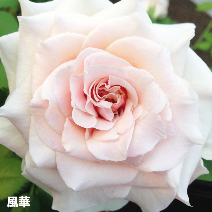 香りのバラ 風花 ばら 6号 大苗 ピンク ホワイト よく咲く 四季咲き つるバラ Rose Huuka ゲキハナ初心者さんのお花屋さん 通販 Yahoo ショッピング