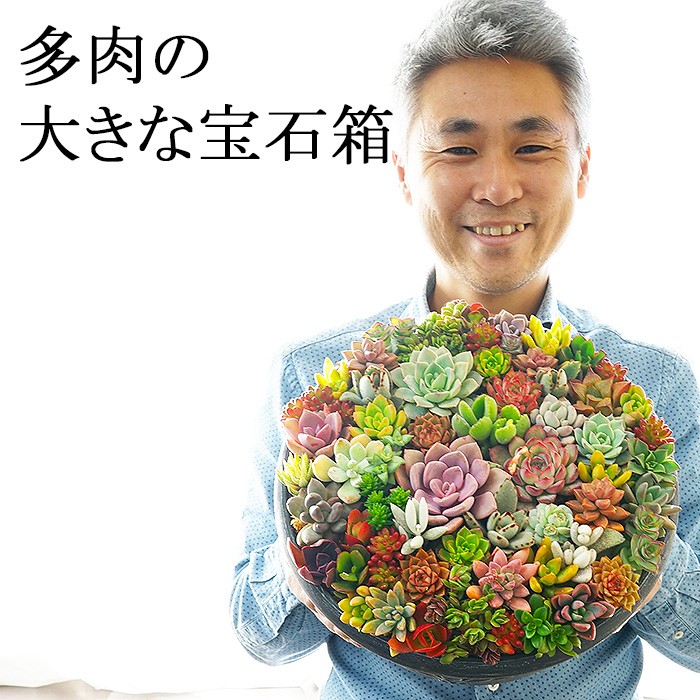 多肉植物 寄せ植え 豪華 送料無料 多肉の大きな宝石箱 特大30センチ鉢 ギフト プレゼント : sanwa-tani10 :  ゲキハナ初心者さんのお花屋さん - 通販 - Yahoo!ショッピング