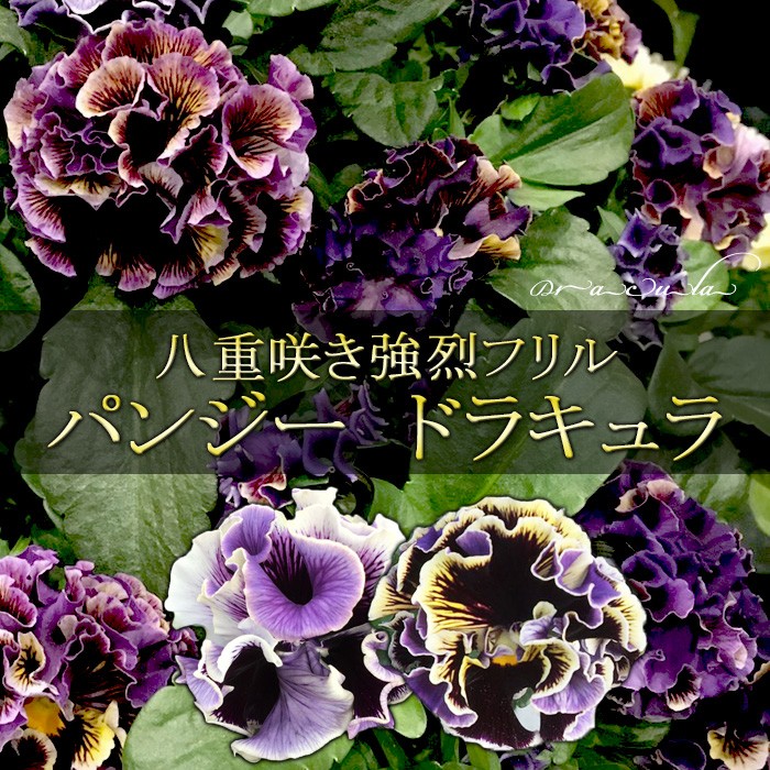 パンジー 苗 ドラキュラMIX 4苗セット 八重咲き フリル アンティーク
