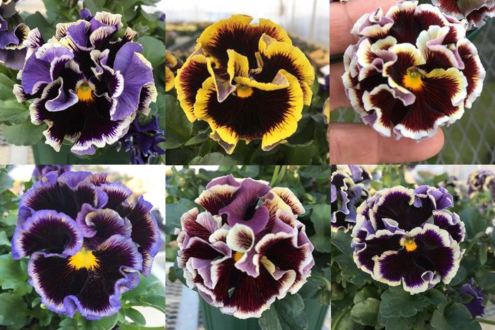 パンジー 苗 ドラキュラMIX 4苗セット 八重咲き フリル アンティーク
