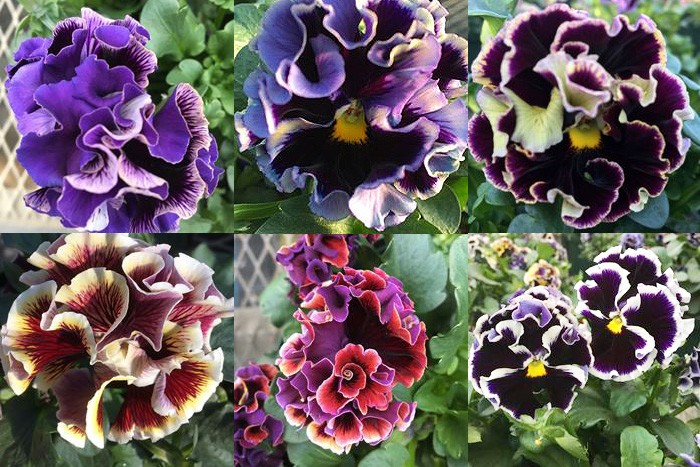 花 花満開 セット エクストラパック 第52弾 恋♡乙女の聖戦 ｜ Z/X