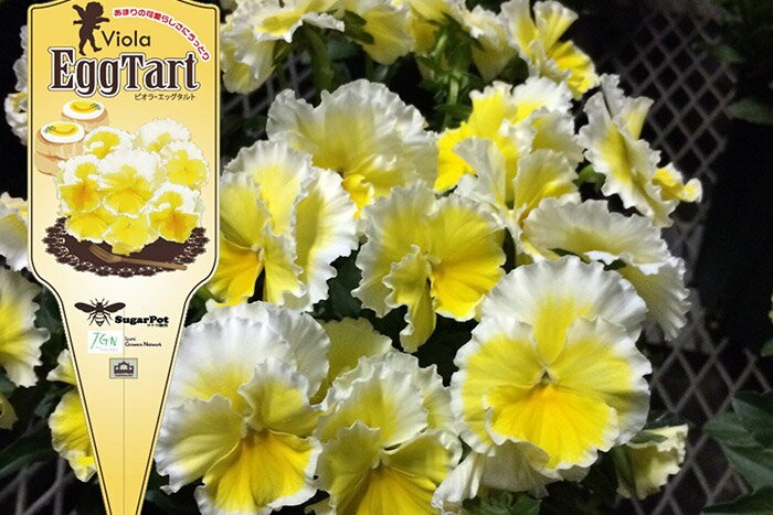 ビオラ 苗 エッグタルト 4苗セット 八重咲き フリル 花苗 希少 レア