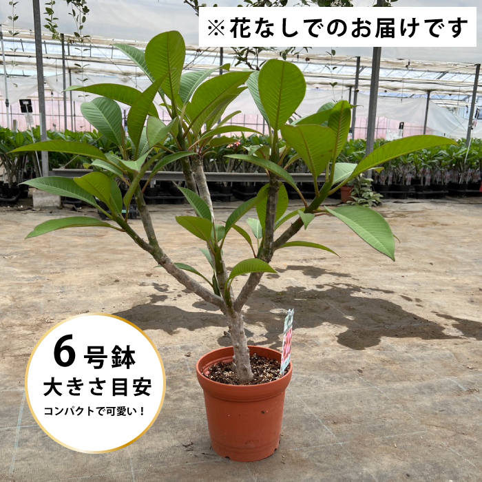 大株 プルメリア 苗 鉢植え 販売 産地直送 珍しい 苗木 品種 育て方 選び方 通販 赤 青 白 黄色 ピンク 色「虹色のプルメリア 苗（蕾ナシ）  6寸 1鉢」