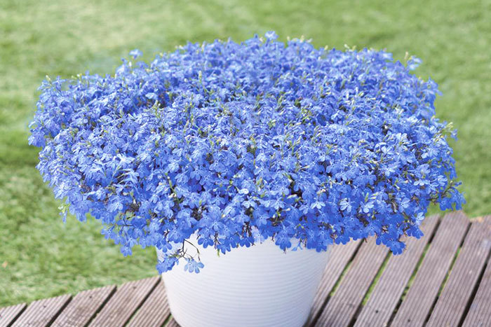 ギフ 包装 ライラック青のローズ ブルースター ブルーバァージョン 置物 インテリア 住まい 小物 32 000 Epmhv Quito Gob Ec