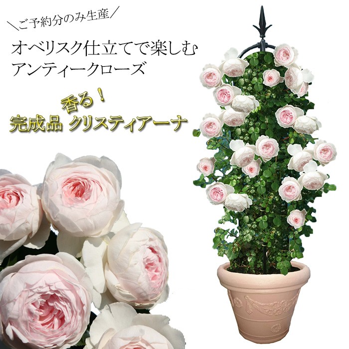 ご予約分のみ生産 香りのオベリスクローズ 送料無料 バラ咲くお庭が超簡単 初心者でも豪華に Suiho Cris10 ゲキハナ初心者さんのお花屋さん 通販 Yahoo ショッピング